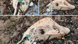 Dev Dalgalar, &Ouml;l&uuml; Yunus Balığının Kalıntılarını Sahile S&uuml;r&uuml;kledi