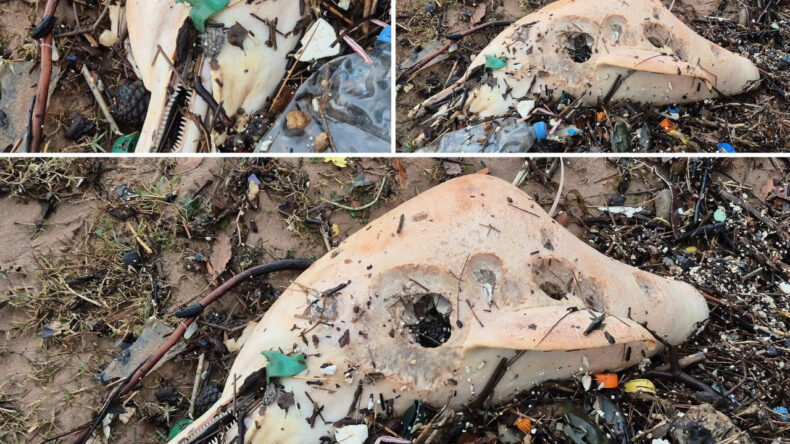 Dev Dalgalar, &Ouml;l&uuml; Yunus Balığının Kalıntılarını Sahile S&uuml;r&uuml;kledi