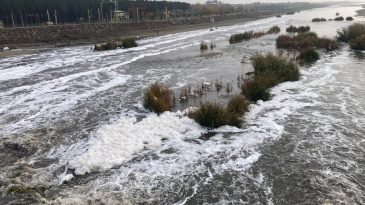Dicle Nehri'nde K&ouml;p&uuml;klenme Sorunu: Acil &Ouml;nlem Almalıyız