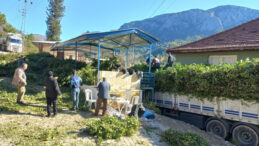 Doğanın Şifa Kaynağı: Dağlardan Toplanan Defne Yaprağı 25 Liraya Satılıyor