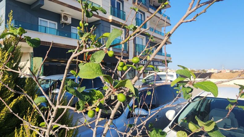 Erik Ağacı Aralık Ayında Meyve Verdi