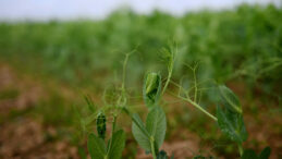 Fide &Uuml;reticilerine Y&ouml;nelik Rekabet Soruşturması Başlatıldı