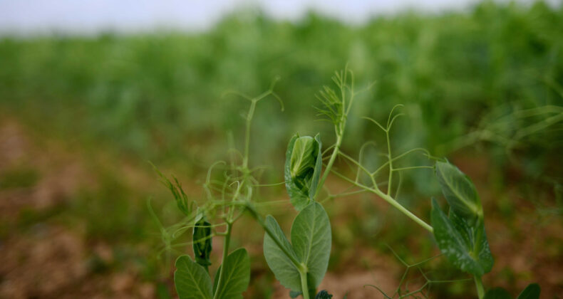 Fide &Uuml;reticilerine Y&ouml;nelik Rekabet Soruşturması Başlatıldı