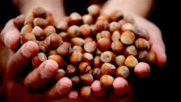 Fındık fiyatlarında sert d&uuml;ş&uuml;ş: &Uuml;reticiler umudunu yeni yıla bıraktı