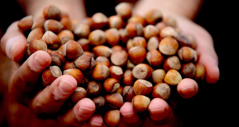 Fındık fiyatlarında sert düşüş: Üreticiler umudunu yeni yıla bıraktı