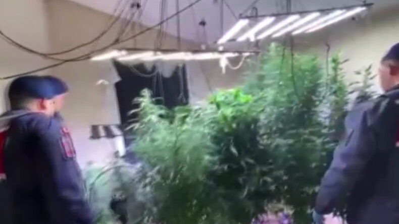 Firari Suçlu Kenevir Serasına Dönüştürdüğü Evde Yakalandı