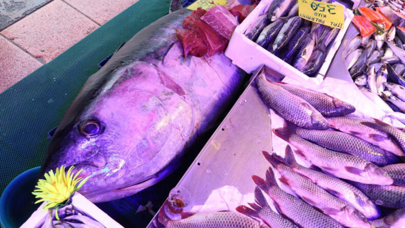G&ouml;renleri Şaşırtan Olay: 280 Kilo Ağırlığında Orkinos