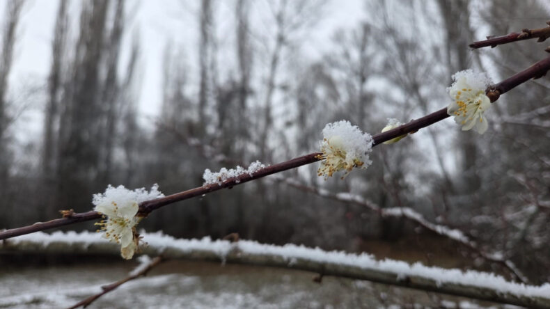 Güneşe Aldanan Ağaçlara Kar Yağdı