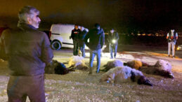 Hafif Ticari Ara&ccedil; Koyun S&uuml;r&uuml;s&uuml;ne &Ccedil;arptı: 12 Koyun Hayatını Kaybetti, S&uuml;r&uuml;c&uuml; Yaralı