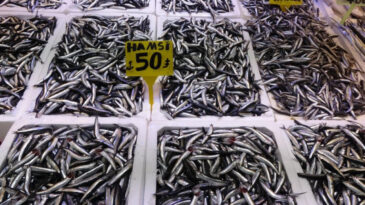 Hamsi T&uuml;rk Karasularını Terk Etti