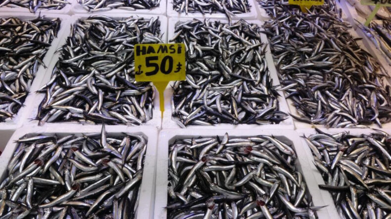 Hamsi T&uuml;rk Karasularını Terk Etti