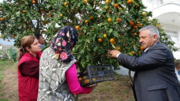 Hasat D&ouml;nemi Başladı: Kilosu 20 – 25 TL