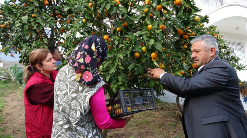 Hasat D&ouml;nemi Başladı: Kilosu 20 – 25 TL