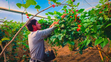 Hasat D&ouml;nemi: Fiyatlar 180 TL'den 130 TL'ye Geriledi