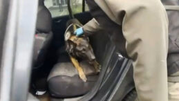 Hector, 56 Kilo Uyuşturucu Buldu