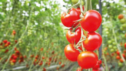 Her Krizde Ayakta Kalamayız