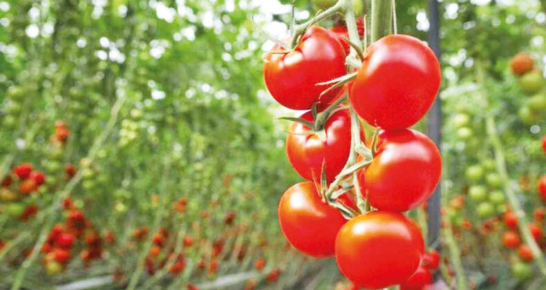 Her Krizde Ayakta Kalamayız