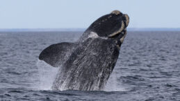 Hızla yayılıyor, t&uuml;rler arası ge&ccedil;iş yapabiliyor: Balinaların nefesinde &ouml;l&uuml;mc&uuml;l vir&uuml;s bulundu