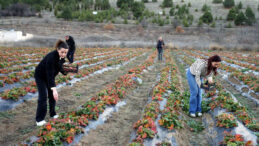 Hobi Olarak &Ccedil;ilek &Uuml;reten Emekli, Taleplere Cevap Veremiyor