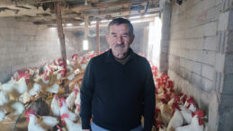 Hobiden Profesyonelliğe: Horozlar 500 TL'ye Satılacak