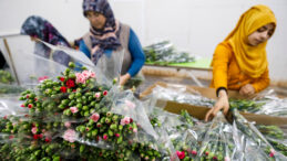 İhracatı Yasak Olan &Ccedil;i&ccedil;ekler Belirlendi