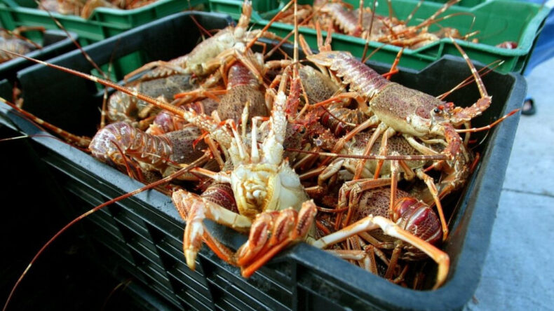 İngiltere'de 'Istakoz' Yasağı: Canlıyken Kaynar Suya Atılmayacak