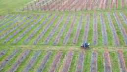 İznik&rsquo;te Kadınlar, Yaban Mersiniyle Mahallenin Geleceğini Şekillendirdi
