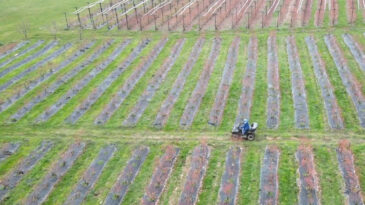 İznik&rsquo;te Kadınlar, Yaban Mersiniyle Mahallenin Geleceğini Şekillendirdi