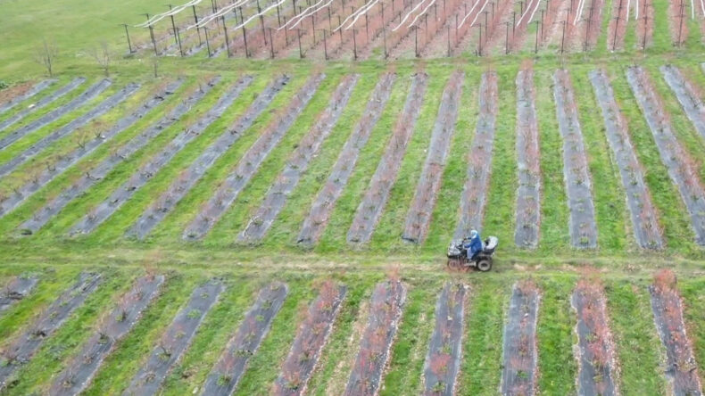 İznik’te Kadınlar, Yaban Mersiniyle Mahallenin Geleceğini Şekillendirdi