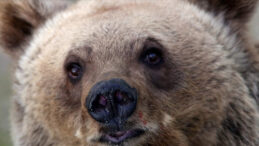 Japonya'da Ayı Tehdidi: Rekor Sayılarla Karşılaşıldı
