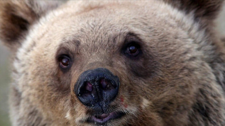 Japonya'da Ayı Tehdidi: Rekor Sayılarla Karşılaşıldı