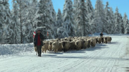Kar kalınlığı 25 santime ulaştı, &Ccedil;ambaşı Yaylası beyaza b&uuml;r&uuml;nd&uuml;