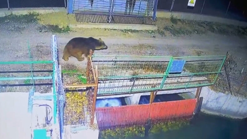 Kar Yağmadığı İçin Ayılar Kış Uykusuna Giremedi