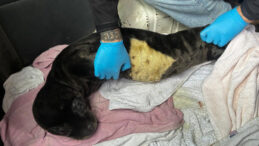 Karaya Vuran Yavru Fok Koruma Altına Alındı