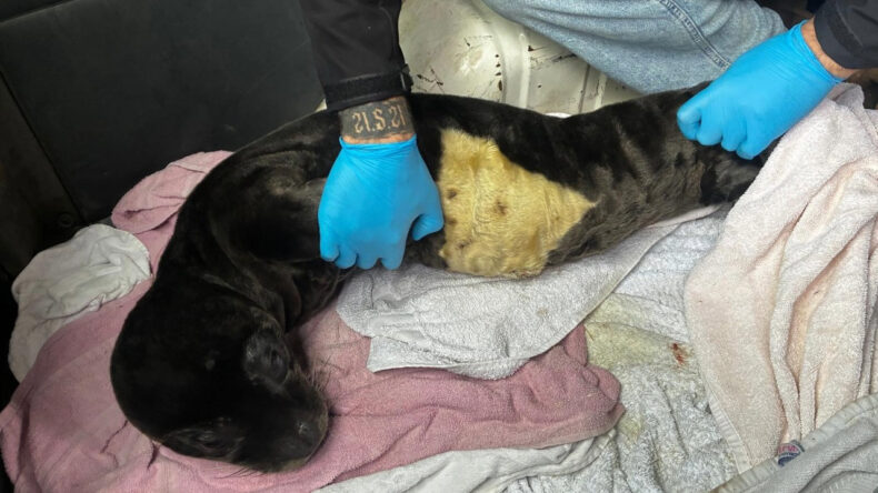 Karaya Vuran Yavru Fok Koruma Altına Alındı