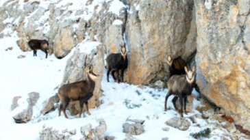 Karlı Zirvelerdeki Şamualardan G&ouml;rsel Ş&ouml;len