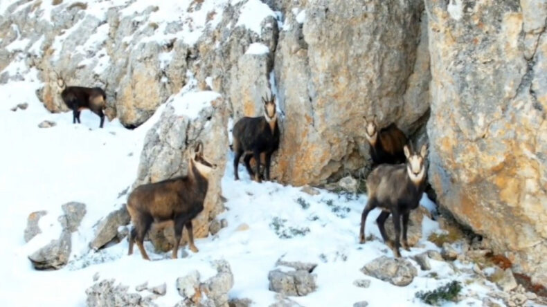 Karlı Zirvelerdeki Şamualardan G&ouml;rsel Ş&ouml;len
