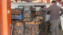 Kaz Dağları'nın &Ccedil;am Melkisi, Tezgahın Yıldızı Oldu