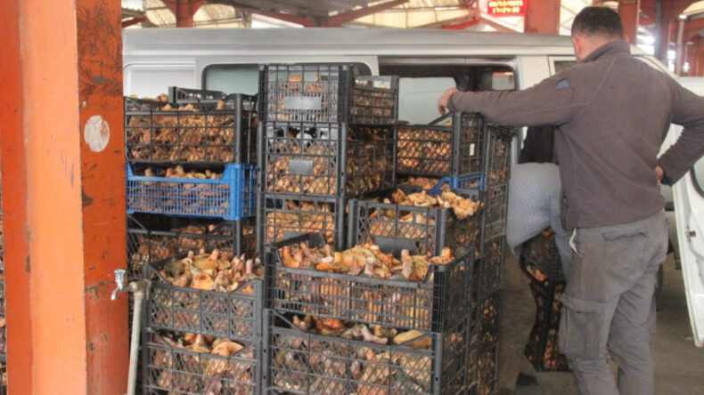 Kaz Dağları'nın &Ccedil;am Melkisi, Tezgahın Yıldızı Oldu