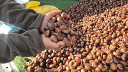 Kestane Sezonu Başladı: Kilogram Fiyatı 175 Lira