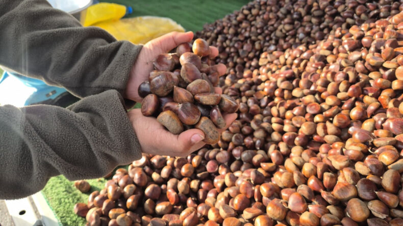 Kestane Sezonu Başladı: Kilogram Fiyatı 175 Lira