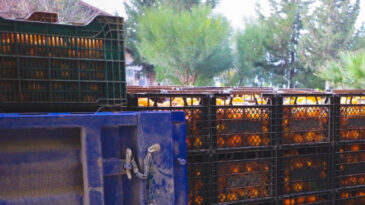 Kilosu 2 TL'ye d&uuml;ş&uuml;nce &ccedil;&uuml;r&uuml;meye bırakılmıştı: 320 ton &uuml;cretsiz dağıtıldı