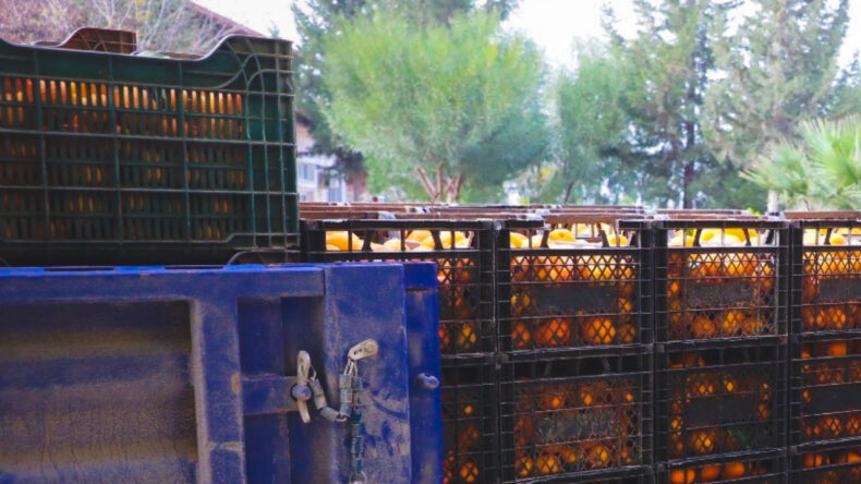 Kilosu 2 TL'ye düşünce çürümeye bırakılmıştı: 320 ton ücretsiz dağıtıldı