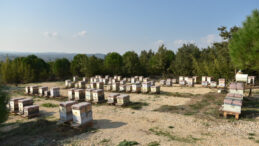 Kilosu 20 bin TL: &Uuml;rettikleri Miktarın 10 Katı Sahte Bal Piyasada