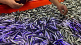 Kilosu 200 TL'den 150 TL'ye D&uuml;şt&uuml;, Vatandaş Akın Etti