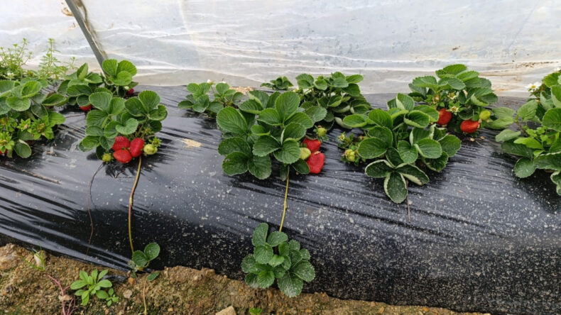 Kışın Bile Hasat Yapılıyor: Çileğin Kilosu 200 TL