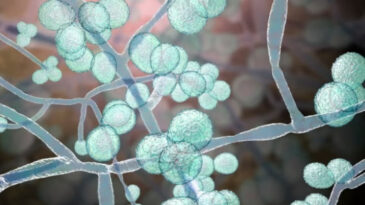 Korkutan uyarı: &Ouml;l&uuml;mc&uuml;l mantar hızla d&uuml;nyaya yayılıyor