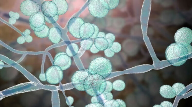 Korkutan uyarı: &Ouml;l&uuml;mc&uuml;l mantar hızla d&uuml;nyaya yayılıyor