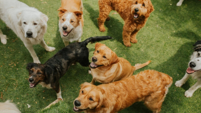 Köpeklerde Sessiz Tehlike: Demans Belirtilerine Dikkat!