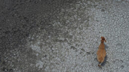 Kuraklık Yılı 2025: Rekor Sıcaklıklar ve Binlerce &Ouml;l&uuml;